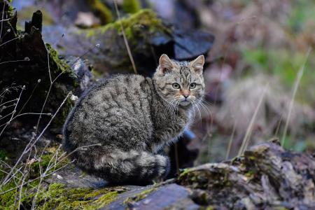 Europäische Wildkatze (Felis silvestris silvestris) / Foto: Harry Neumann/NI