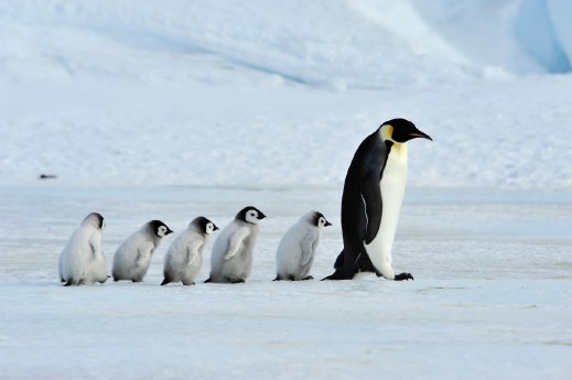Kaiserpinguin-mit-Jungtier-AdobeStock-142631315Silver.jpg