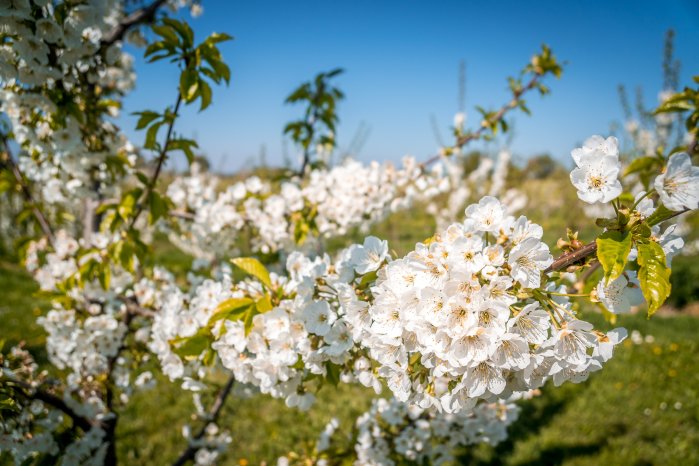 Endingen_Kirschblüte © Chris Keller_Schwarzwald Tourismus.jpg