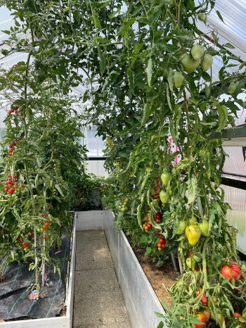 Tomaten Mureck 2.jpg