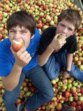 Linzgau Apfelernte.JPG