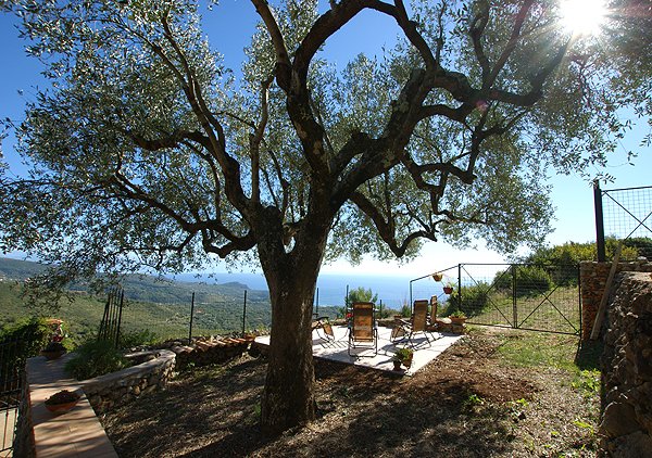 villa-del-sole-olivenbaum.jpg