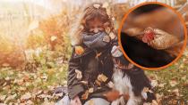 Herbstgrasmilben beim Hund erkennen & behandeln