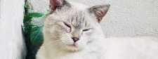 Katze ruht sich aus