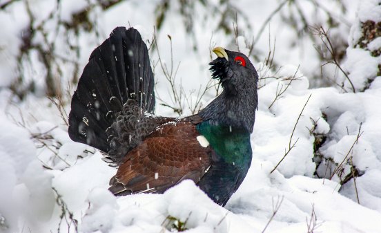 Auerhahn im Schnee © Erich Marek.jpg