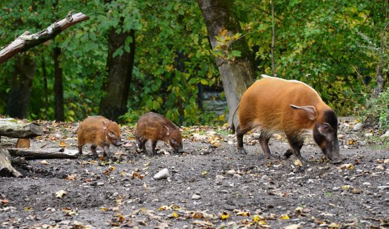 Pinselohrschweine_Hellabrunn_2017 (1).jpg