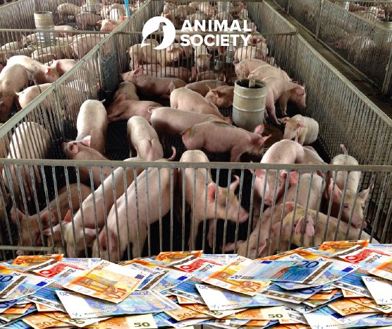 Milliarden-Subventionen Tierwohl-Ställe (1).png