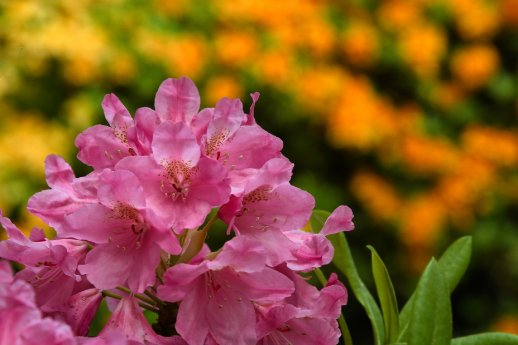Hans_Jürgen_Zietz___Rhododendron_07.jpg