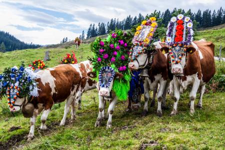 Die Tiere sind zum Heimfahrt bereit, Anbieter: Tirol Werbung GmbH