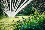 Pflanzenpflege im Sommer: So haben Sie auch in der heißen Jahreszeit Freude an Ihrem Garten
