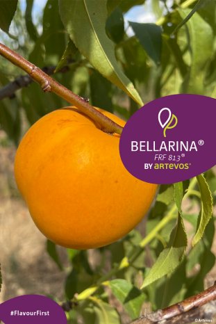 Artevos_Nektarine_Bellarina®_‘FRF813‘-s-.jpg