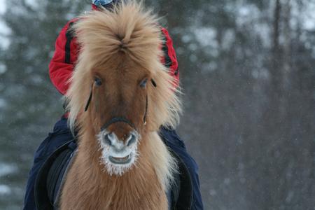 Schneebart