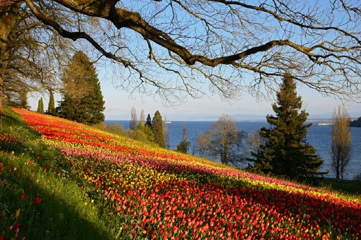 Insel-Mainau_Bildnachweis_Insel-Mainau-Peter-Allgaier.jpg