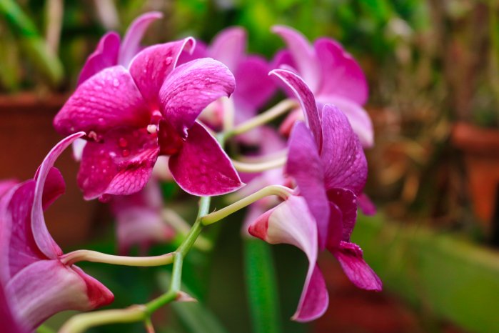 Orchidee-01.jpg