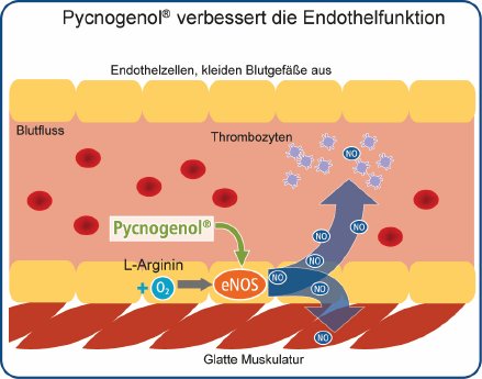 Pycnogenol verbessert Endothelfunktion.jpg
