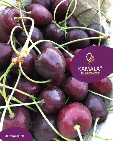 Artevos_Süßkirsche_Kamala®_‘ART1016‘-s-_Früchte_1.jpg