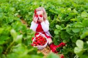 So gelingt der eigene Anbau von Erdbeeren