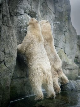 Inventur 2023 Eisbären Anna-Elsa Zoo am Meer©Bernd Ohlthaver.jpg