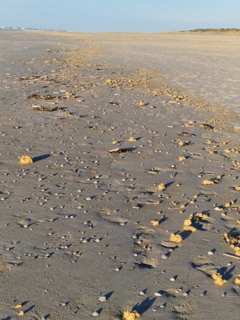 Paraffin am Strand auf Juist - Foto Carina Janssen-Visser.jpeg