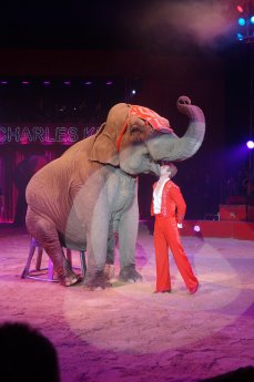 Elvis Errani Elefanten (5).JPG