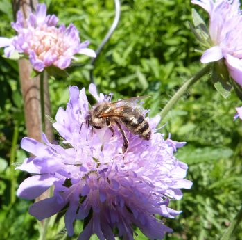 Biene auf der Blüte 1.jpg