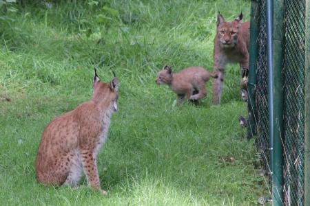 Luchs Nachwuchs, Foto: Wildpark-MV