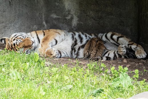 LS_Tigerdame Maruschka mit ihren Jungtieren.jpg