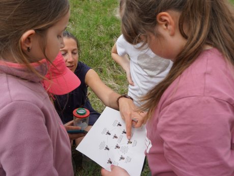 PM Bodensee-Stiftung Lehrmaterialien Wildbienen_Hummel_Saskia Wolf 2025_03.JPG