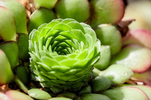 3 Sukkulente_Aenonium glandulosum-BotMuc_Max Winkler.jpg