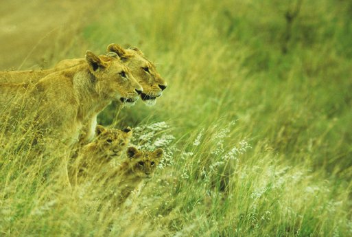 Kenias große und kleine Tierwelt.jpg