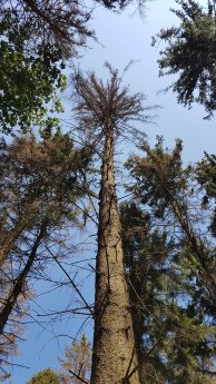 17.06.2021_Trockenheit im Wald-by S. Krömer-Butz.jpg