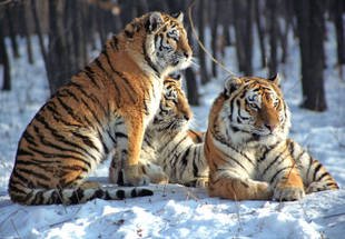 Amurtiger (Panthera tigris altaica).jpg