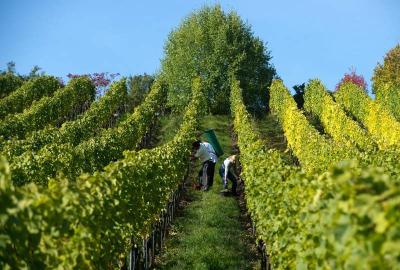 Hauptweinlese 2017 startet ungewöhnlich früh