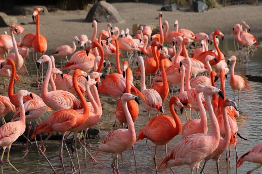GB_Flamingos_am_Afrika-Panorama.jpg