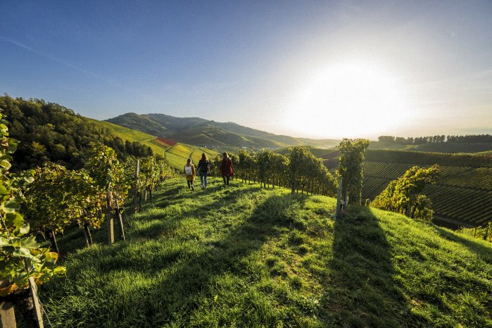 Durbach_Badische Weinstraße © Fichtner_Schwarzwald Tourismus (3).gif