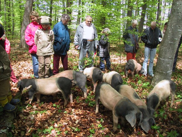 FLM Neuhausen Schweine und Menschen im Wald.jpg