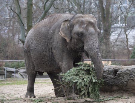 Elefant Pang Pha_Weihnachtsbäume_ZooBerlin.jpg