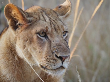 (c) Karawane, Hannah Blechschmidt (6).JPG