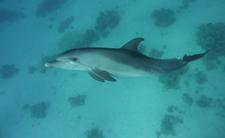 Die kleine Magic aus dem Roten Meer. Foto: A.Ziltener/DWA