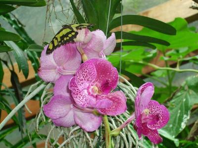 Frühlingsbeginn in Potsdam: Die Orchideenblüte 2015 in der Biosphäre Potsdam ist eröffnet (Foto: Biosphäre Potsdam GmbH)