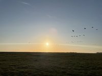 Die Magie des Wattenmeers durch die Augen von Zugvögeln erleben.