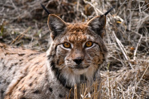Luchs_Gabriel_01%20%C2%A9%20Max%20Boxleitner.JPG&x=1920&y=1080&a=true