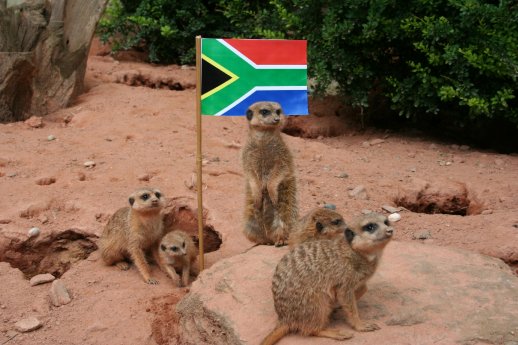 WM-Erdmännchen im Neunkircher Zoo.JPG