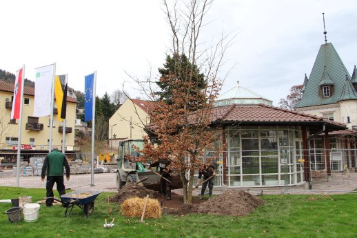 Gärtner pflanzen Parottie © Gartenschau Bad Herrenalb 2017.jpg