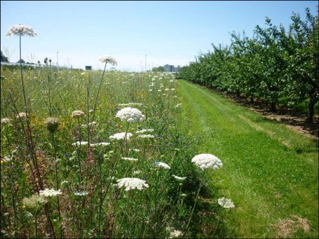 PM_Biodiversitätsprojekt_Weltbienentag_Blühfläche_2026_05.jpg