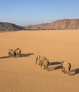 260-VC8U3542-01a-Afrikanische-Elefanten-_Loxodonta-africana_-Damaraland-Namibia-_c_-Michael.jpg