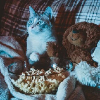 blogbeitrag-emmi-pet-top-zehn-filme-mit-katzen-aristocats-familie-garfield-und-odie-kedi-istanb.webp