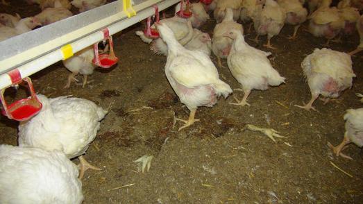 SOKO Tierschutz deckt die traurige Herkunft der Oktoberfestschmankerl auf