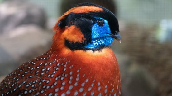 PM_gefiederte asiatische Neuzugaenge_Temmincktragopan.jpg
