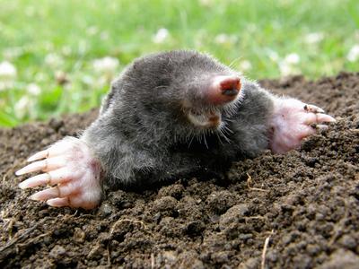 Niedlich aber nervig: So vergraulen Sie den Maulwurf aus Ihrem Garten, ©Fotolia santia3